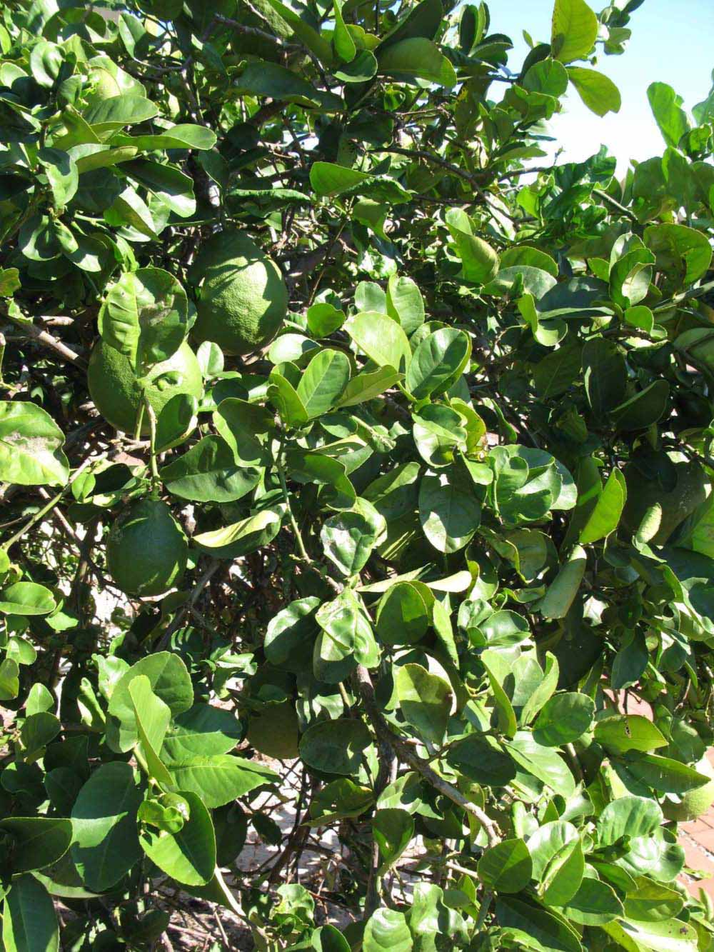              Sun leaves (Winter Haven, FL)       